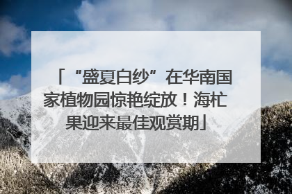 “盛夏白纱”在华南国家植物园惊艳绽放！海杧果迎来最佳观赏期