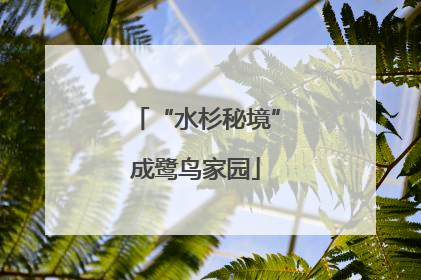 “水杉秘境”成鹭鸟家园