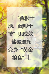 “藏粮于地、藏粮于技”见成效 盐碱滩涂变身“黄金粮仓”