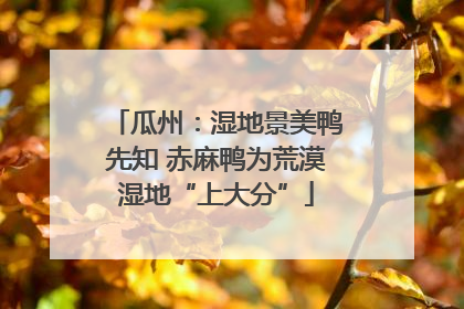 瓜州：湿地景美鸭先知 赤麻鸭为荒漠湿地“上大分”