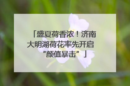 盛夏荷香浓！济南大明湖荷花率先开启“颜值暴击”