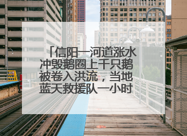 信阳一河道涨水冲毁鹅圈上千只鹅被卷入洪流，当地蓝天救援队一小时赶鹅上岸