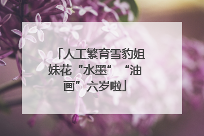 人工繁育雪豹姐妹花“水墨”“油画”六岁啦