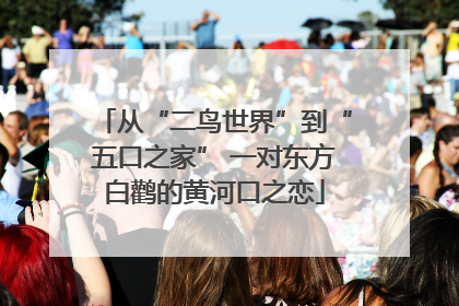 从“二鸟世界”到“五口之家” 一对东方白鹳的黄河口之恋