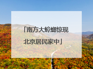 南方大蟑螂惊现北京居民家中