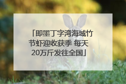 即墨丁字湾海域竹节虾迎收获季 每天20万斤发往全国