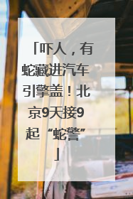 吓人，有蛇藏进汽车引擎盖！北京9天接9起“蛇警”