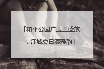 和平公园广玉兰盛放，江城夏日添雅韵