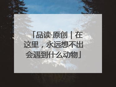 品读·原创｜在这里，永远想不出会遇到什么动物