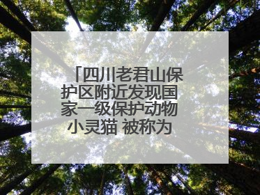 四川老君山保护区附近发现国家一级保护动物小灵猫 被称为“生态试纸”