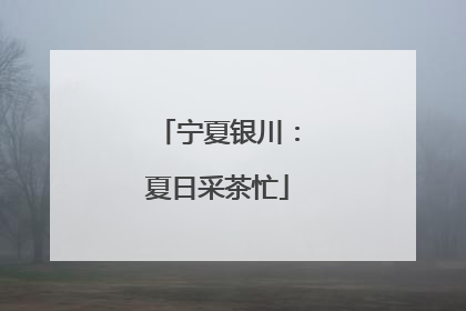宁夏银川：夏日采茶忙