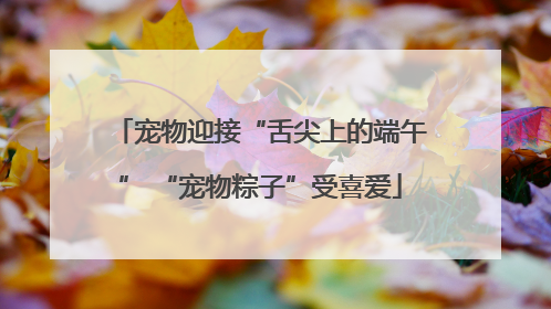 宠物迎接“舌尖上的端午” “宠物粽子”受喜爱