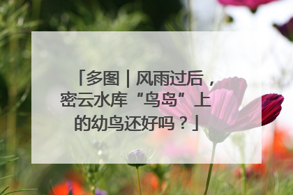 多图｜风雨过后，密云水库“鸟岛”上的幼鸟还好吗？