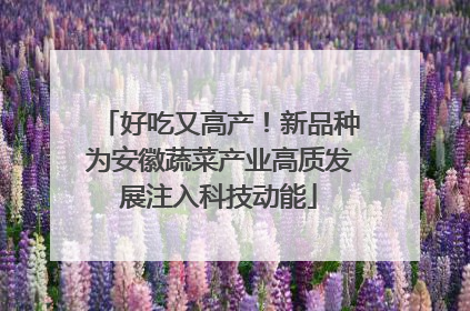 好吃又高产！新品种为安徽蔬菜产业高质发展注入科技动能