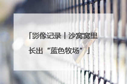 影像记录丨沙窝窝里长出“蓝色牧场”