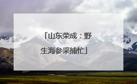 山东荣成：野生海参采捕忙