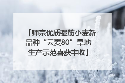 师宗优质强筋小麦新品种“云麦80”旱地生产示范喜获丰收