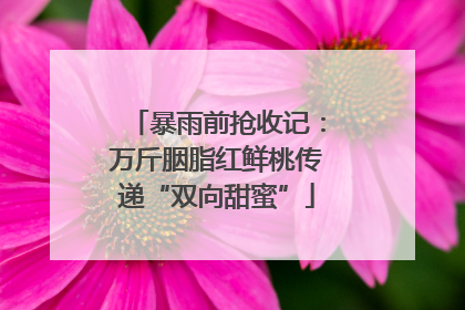 暴雨前抢收记：万斤胭脂红鲜桃传递“双向甜蜜”