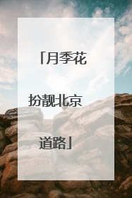 月季花扮靓北京道路