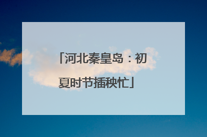 河北秦皇岛：初夏时节插秧忙