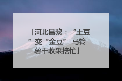 河北昌黎：“土豆”变“金豆” 马铃薯丰收采挖忙