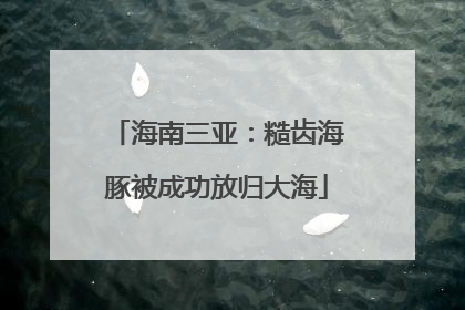海南三亚：糙齿海豚被成功放归大海