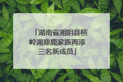 湖南省湘阴县横岭湖麋鹿家族再添三名新成员