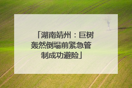 湖南靖州：巨树轰然倒塌前紧急管制成功避险