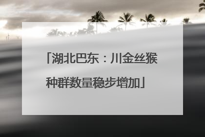 湖北巴东：川金丝猴种群数量稳步增加