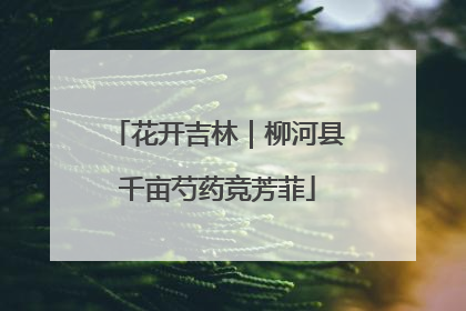 花开吉林｜柳河县千亩芍药竞芳菲