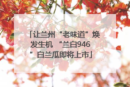 让兰州“老味道”焕发生机 “兰白946”白兰瓜即将上市