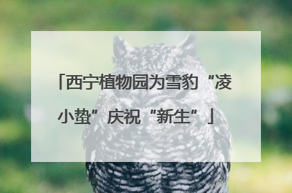 西宁植物园为雪豹“凌小蛰”庆祝“新生”