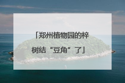 郑州植物园的梓树结“豆角”了
