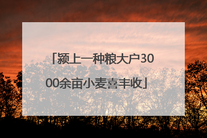 颍上一种粮大户3000余亩小麦喜丰收