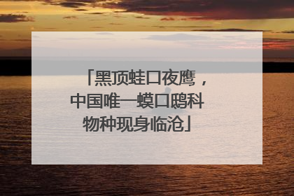黑顶蛙口夜鹰，中国唯一蟆口鸱科物种现身临沧