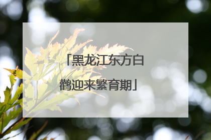黑龙江东方白鹳迎来繁育期